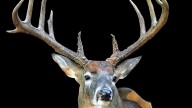 Gallery: See 10 of Mississippi's biggest typical archery bucks