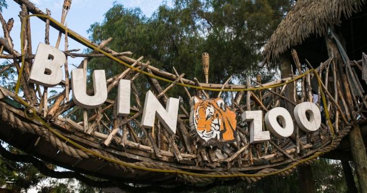 Colegio Médico Veterinario por incidente en Buin Zoo: “Este fue un riesgo evitable derivado de un error humano de manejo”