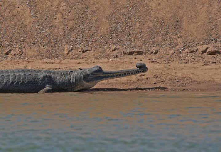 Centre accepts Rajasthan’s proposal to alter gharial sanctuary boundary