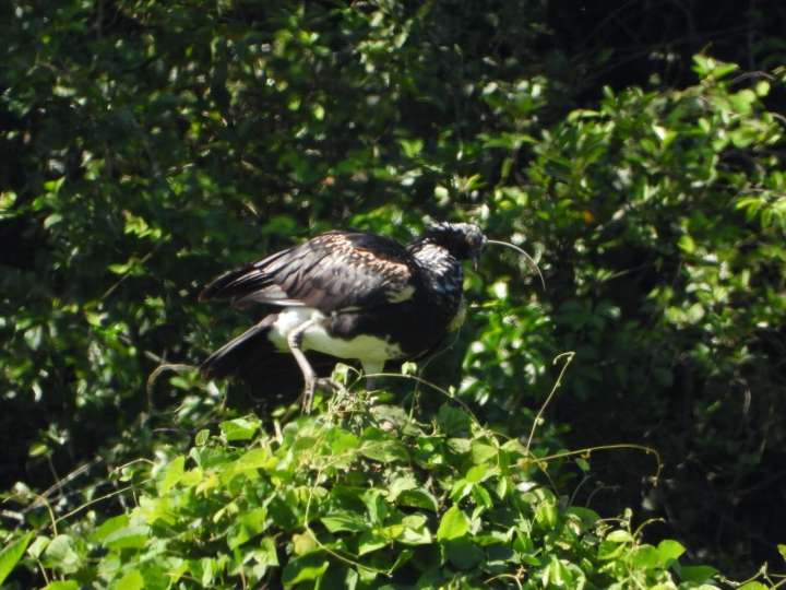 Tres especies de aves amplían su distribución en el Huila