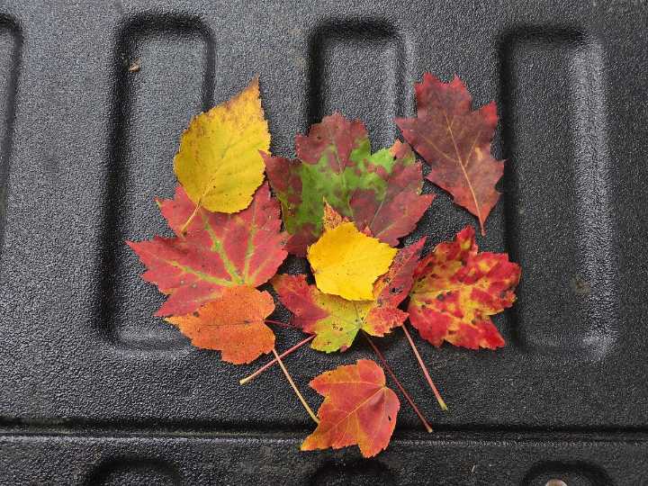 Peak foliage is almost here in Maine — now’s the time to start pressing leaves