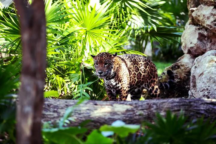 Sobrepoblación de cocodrilos, mapaches y perros amenaza a jaguares en Río Lagartos