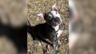 Iowa Pittie Who Endured Abuse, Surrender, And Years In A Shelter Still Dreams Of A Family