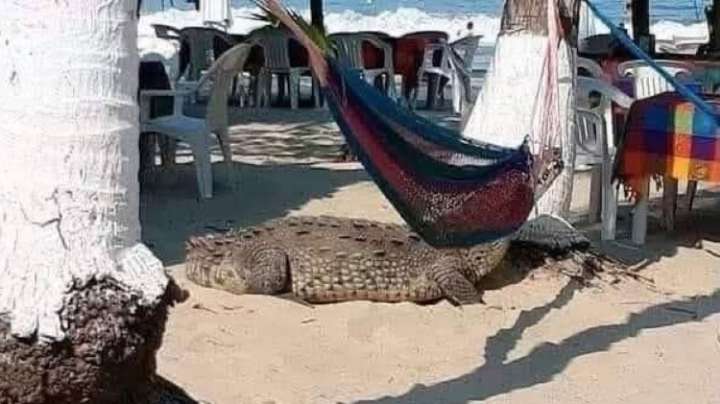 Cocodrilo estuvo a punto de comerse a un bebé en la playa