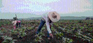 EDD amplía los recursos para los trabajadores agrícolas