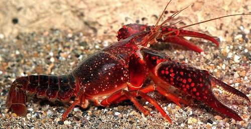 Invima advierte sobre riesgos para la Salud Pública por el consumo de la especie “Procambarus clarkii” o cangrejo rojo americano