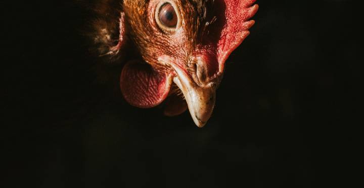 How to prevent one hour of animal suffering for just one penny