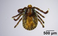 Invasive tick spreads to 23 states: Should you be concerned?