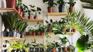 The Beautiful Houseplant You Can Grow Indoors Without Using Any Soil