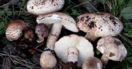 Mallorca micológica: los mejores lugares donde recolectar setas en otoño