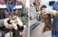 Rescatan a 12 perros y 2 gatos en condiciones deplorables en vivienda