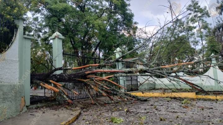 Granizo, ventisca y lluvia dejan al menos 3 árboles derribados