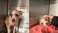 Missouri Dog Rejected For His Underbite Waits For Someone To See His Heart