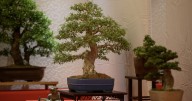 Bonsai on the Bay Conference brings art of miniature trees to Corpus Christi