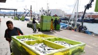 La Lonja del Puerto de Gijón bate su récord histórico de facturación (y todavía faltan cuatro meses para acabar el año): estos son los datos