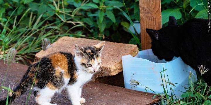 Kitten tests positive for rabies in Greenville County