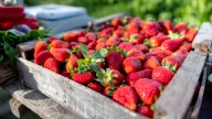 You've Been Storing Your Strawberries All Wrong, And The Right Place Will Surprise You