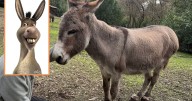 Este es Perry, el burro de Jerusalén que inspiró al personaje de Shrek