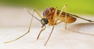 West Nile virus cases running higher than normal, prompting health warnings