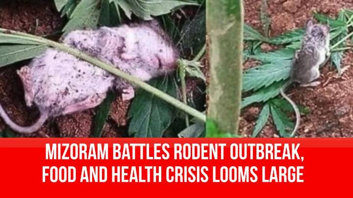 Mizoram Battles Rodent Outbreak, Food and Health Crisis Looms Large