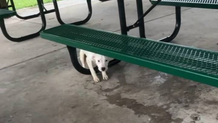 Missouri Rescuers React With Shock To The Discovery Of A Furry Baby Tied To A Picnic Table