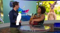 WATCH: Things get wild when local animal organization brings live animals to the studio