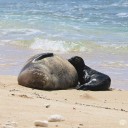 Scientists begin testing bird flu vaccine in monk seals