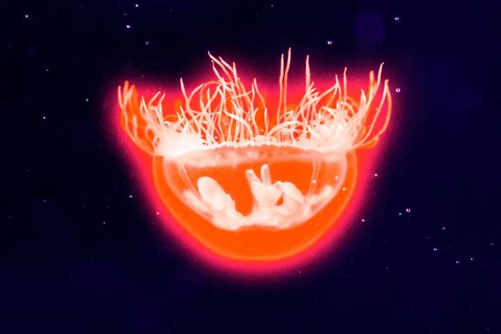 Experts Alarmed as Jellyfish Spawn in Freshwater Lakes