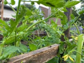 Hungry tomato hornworm can be managed