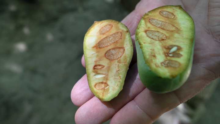 What to know about pawpaws and finding their fruit in Indiana
