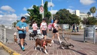 Por los perritos rescatados, corren y caminan en el ‘Dog & Roll’