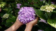 The Gardening Task To Do In Late Summer For Bigger Hydrangea Blooms In The Spring