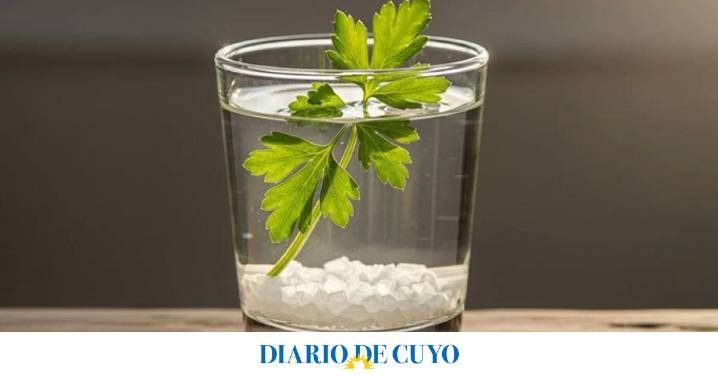 ¿Para qué sirve mezclar una ramita de perejil con agua y sal?