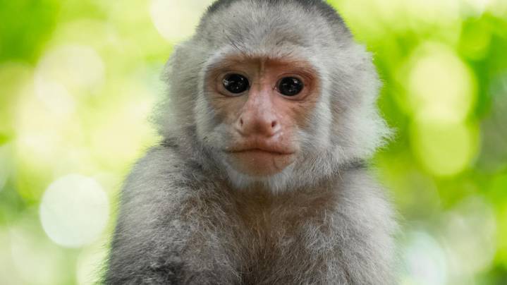 Capuchin monkey that escaped Troutman Zoo hit by car, officials say