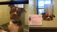 Florida Shelter's Dog Dramatic Gesture For Attention Leaves Volunteers Heartbroken