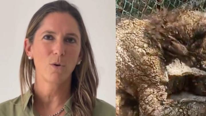 Profepa responsabiliza a Zoológico La Pastora por mal estado de osa