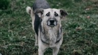 Más de dos mil cupos disponibles para esterilizaciones de animales en Bogotá
