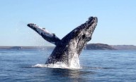 Happy Whale: La curiosa plataforma que une a Chubut con una red científica mundial