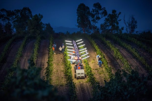 Harvest time in Temecula means wine, snacks and grape stomps