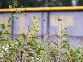 Whitmer prairie becomes the classroom as Washington Local students join BioBlitz