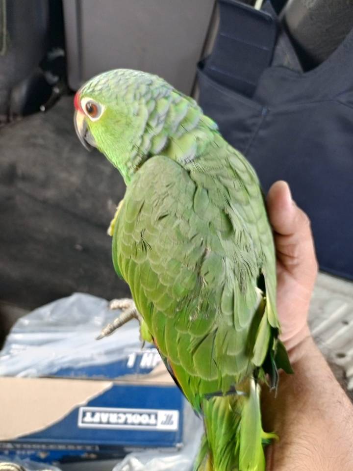 Rescatan loro frente roja víctima del tráfico ilegal
