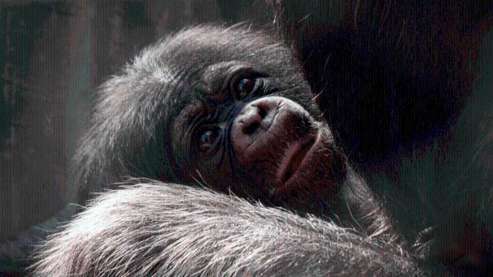 Los Angeles Zoo welcomes two healthy baby girls to chimpanzee troop