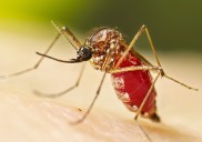 Alerta por casos de Chikungunya y Oropouche en las Américas