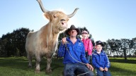 The Cattle Corner: Perth Royal Show kicks off in two weeks with a new interactive exhibit inside Cattle Lane