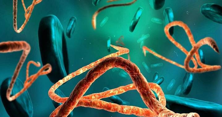New Ebola Outbreak Declared in Congo