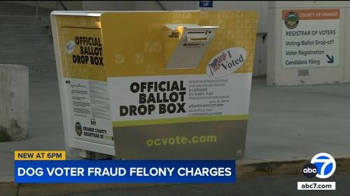 Orange County woman allegedly registered her dog to vote, submitted ballots twice