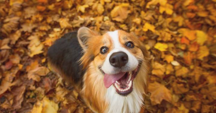 Expert's 10p hack to supercharge your dog's immune system for autumn
