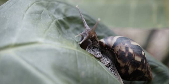 Alerta por proliferación del caracol africano tras lluvias en Cundinamarca: el molusco es considerado una amenaza para la salud pública