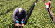 A la baja se mantienen remesas en México