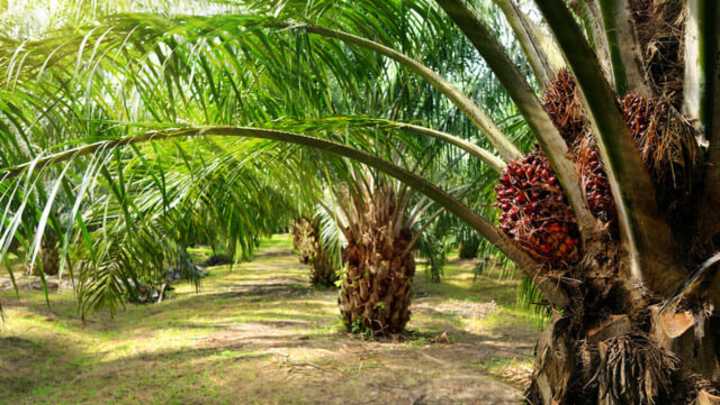 Afirman que producción de oleaginosas cubre 30% de la demanda